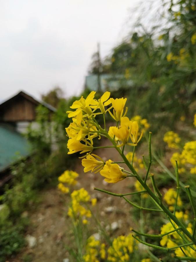 גנגטוק Enchanted Forest Farmstay מראה חיצוני תמונה